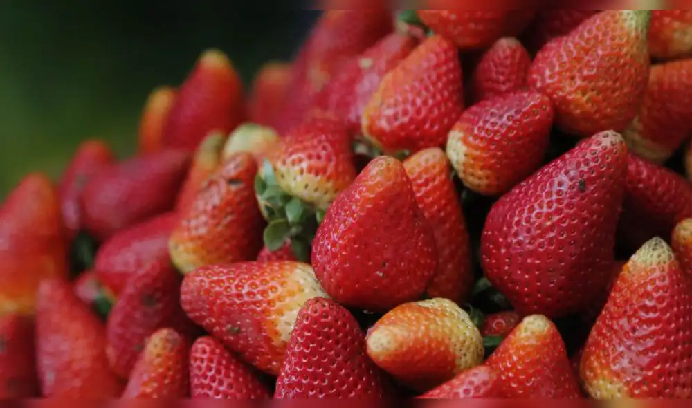 Australia en alerta por agujas escondidas en fresas Australia en alerta por agujas escondidas en fresas