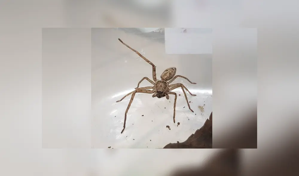La joven rescató a la araña y la ayudó hasta que le crecieran las patas nuevamente. Foto: Facebook