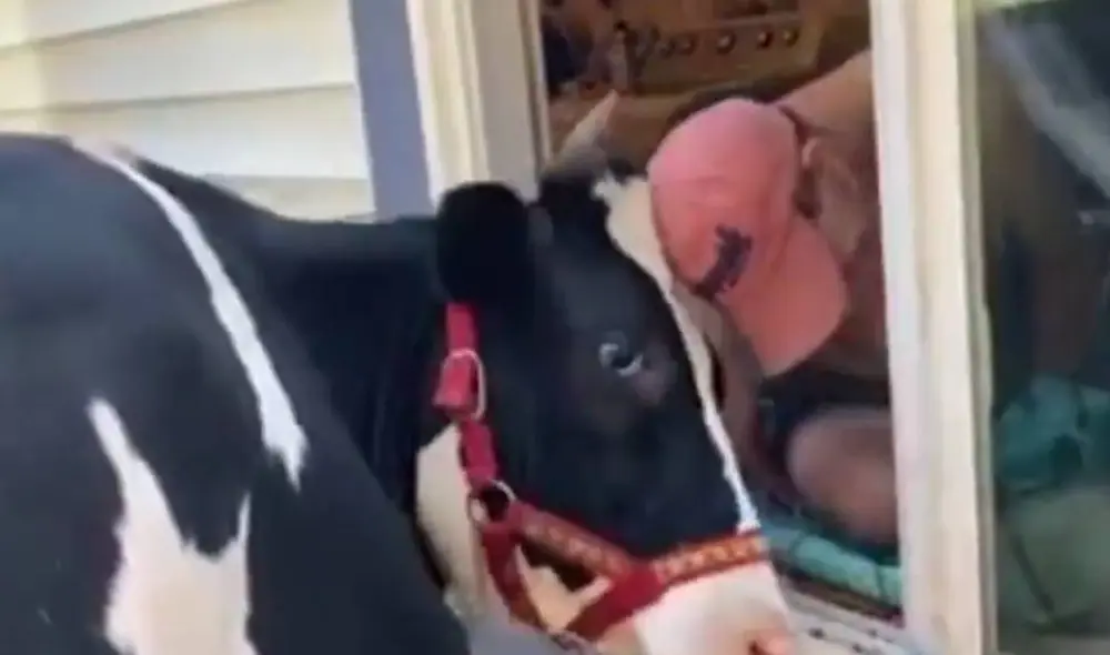 La vaca Jenna y su dueño Ryan se han vuelto virales en todo el mundo. Foto: Facebook/RT Actualidad La vaca Jenna y su dueño Ryan se han vuelto virales en todo el mundo. Foto: Facebook/RT Actualidad