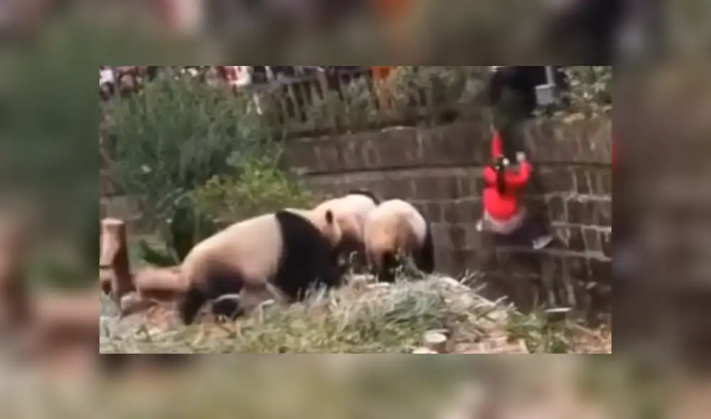 YouTube viral: niña cae a recinto de osos pandas y visitantes de zoológico quedan en shock [VIDEO]