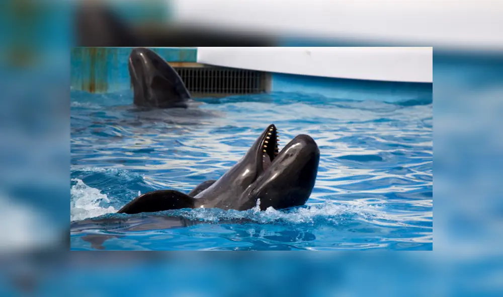 Desliza para ver fotos del Balfín que sorprendió a todos en YouTube. Foto: Captura.