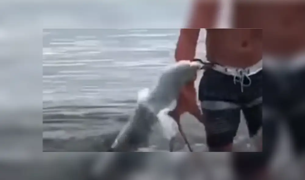 YouTube viral: enorme pulpo usa sus tentáculos para devorar a gaviota y bañista salva la vida del ave [VIDEO]