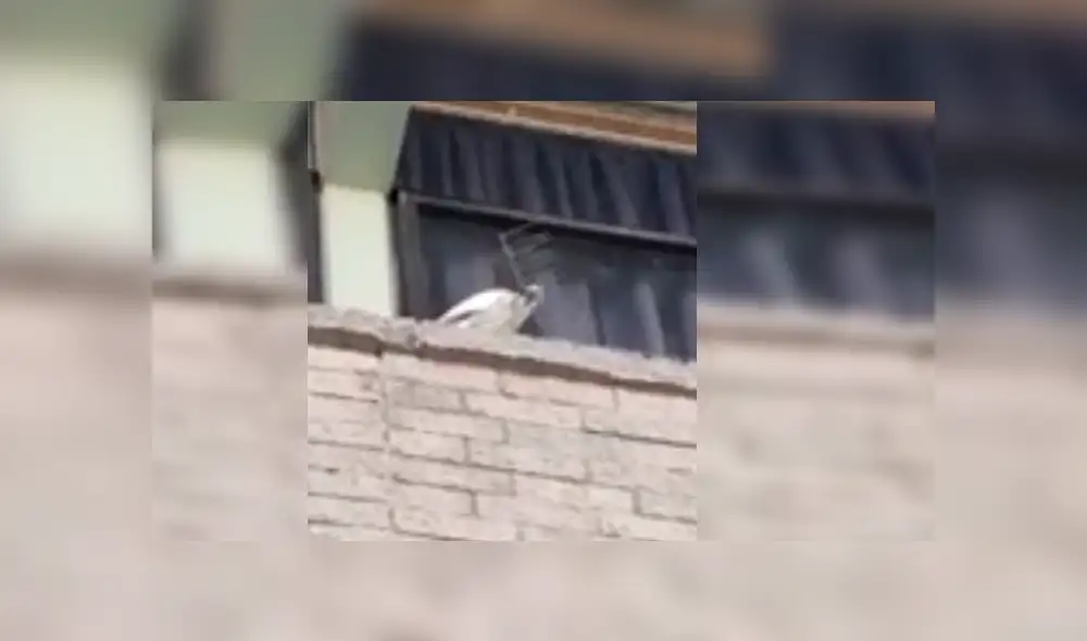 Usuarios de Facebook calificaron la violenta reacción del ave como un "acto vandálico"