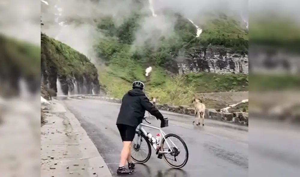 Desliza hacia la izquierda para ver más imágenes de este impactante momento en el que tres borregos cimarrones se enfrentan. Foto: captura de YouTube