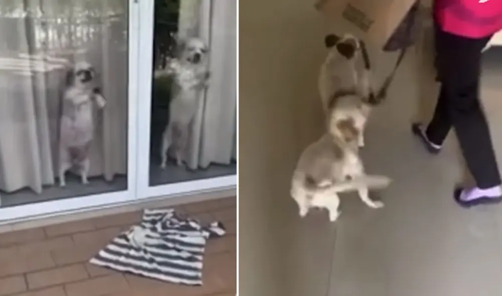 Desliza hacia la izquierda para ver más imágenes del emotivo comportamiento de dos canes al ver llegar a su dueño. Foto: captura de TikTok Desliza hacia la izquierda para ver más imágenes del emotivo comportamiento de dos canes al ver llegar a su dueño. Foto: captura de TikTok
