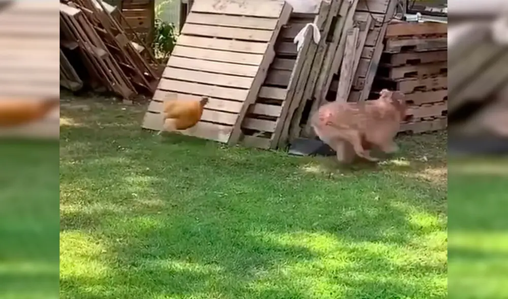 Desliza las imágenes hacia la izquierda para observar la divertida escena entre un perro junto a una gallina. Fotocaptura: Facebook. Desliza las imágenes hacia la izquierda para observar la divertida escena entre un perro junto a una gallina. Fotocaptura: Facebook.