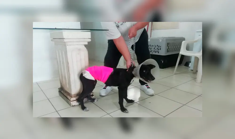 Desconocidos atacaron a una perra criolla de cuatro meses dejándola con serias lesiones. (Foto: Liberal) Desconocidos atacaron a una perra criolla de cuatro meses dejándola con serias lesiones. (Foto: Liberal)