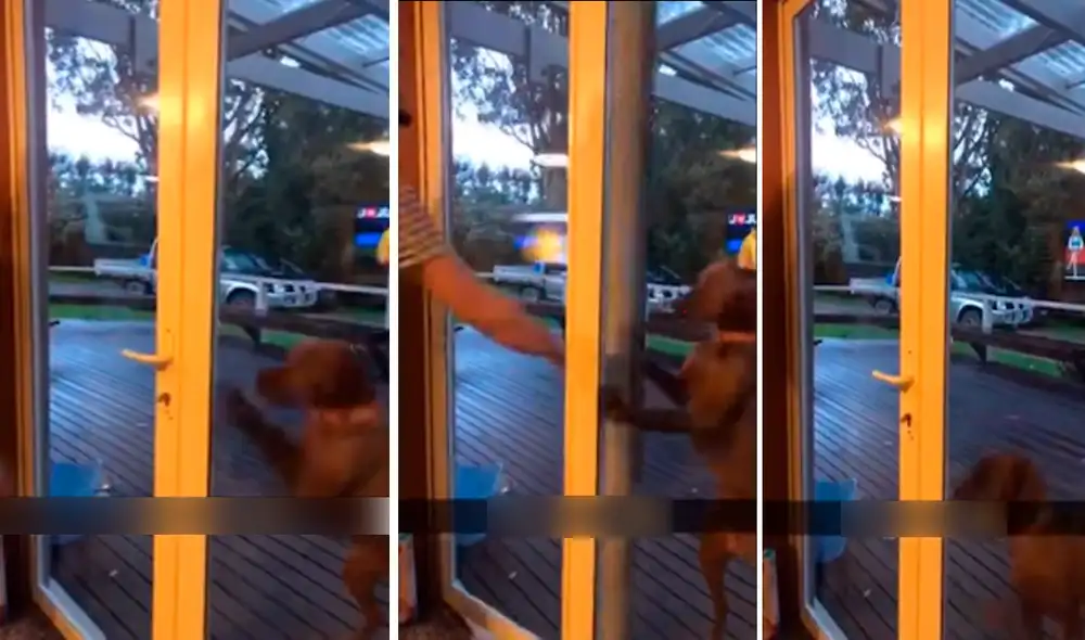 YouTube - animales YouTube - animales