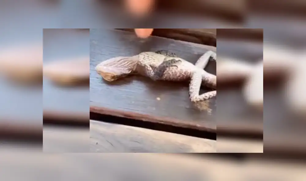 Video es viral en YouTube. El lagarto se había ahogado en una piscina y el bombero uso el famoso procedimiento de primeros auxilios para salvarle la vida