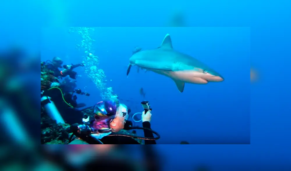 Video es viral en YouTube. La mujer sacó su cámara para grabar a las criaturas acuáticas bajo el mar, sin imaginar que un tiburón se acercaría peligrosamente a ella Video es viral en YouTube. La mujer sacó su cámara para grabar a las criaturas acuáticas bajo el mar, sin imaginar que un tiburón se acercaría peligrosamente a ella
