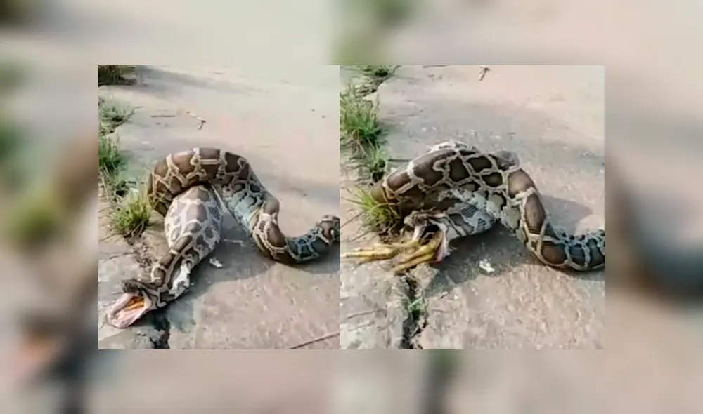 El espeluznante momento quedó registrado en una impactante grabación que se ha hecho viral en YouTube y otras redes El espeluznante momento quedó registrado en una impactante grabación que se ha hecho viral en YouTube y otras redes