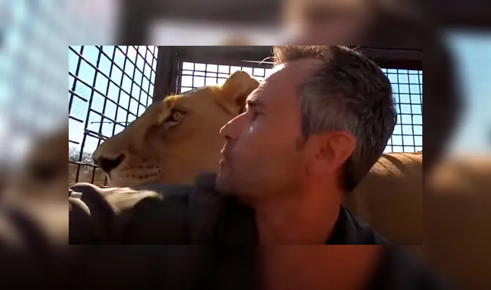 Desliza hacia la izquierda para ver el encuentro de un hombre con dos leones dentro de una jaula, escena que es viral en YouTube.
