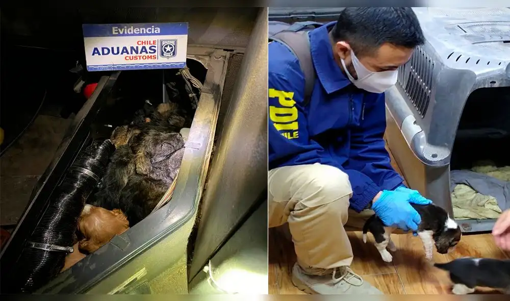 Perritos fueron encontrados en la cabina de camión. Fotos: Aduanas Chile y PDI. Perritos fueron encontrados en la cabina de camión. Fotos: Aduanas Chile y PDI.