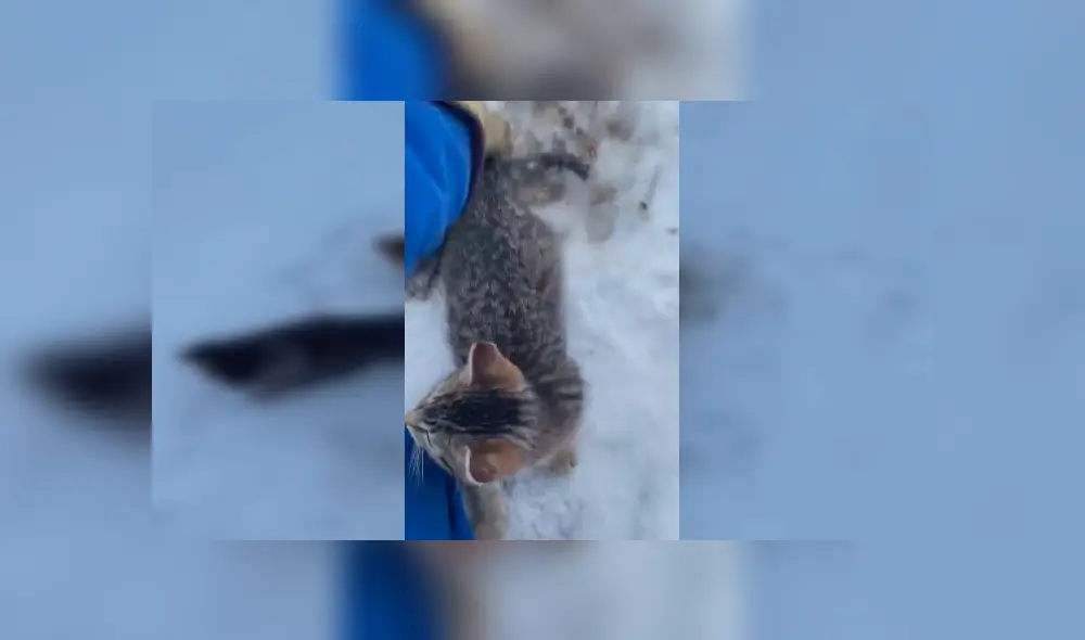 Video es viral en Facebook. Conductor se percató del sufrimiento de los gatos y no dudó en detener su ruta en plena carretera para ir a ayudarlos