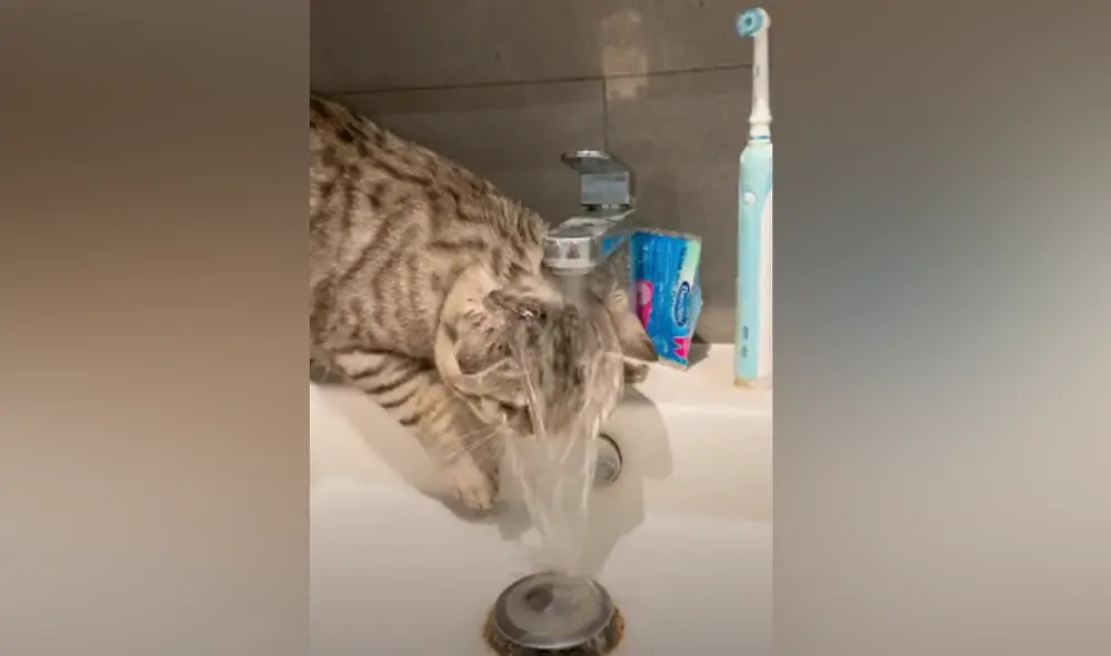 Travieso gato entró al baño de su dueña para echarse agua en la cabeza. Foto: captura de TikTok.