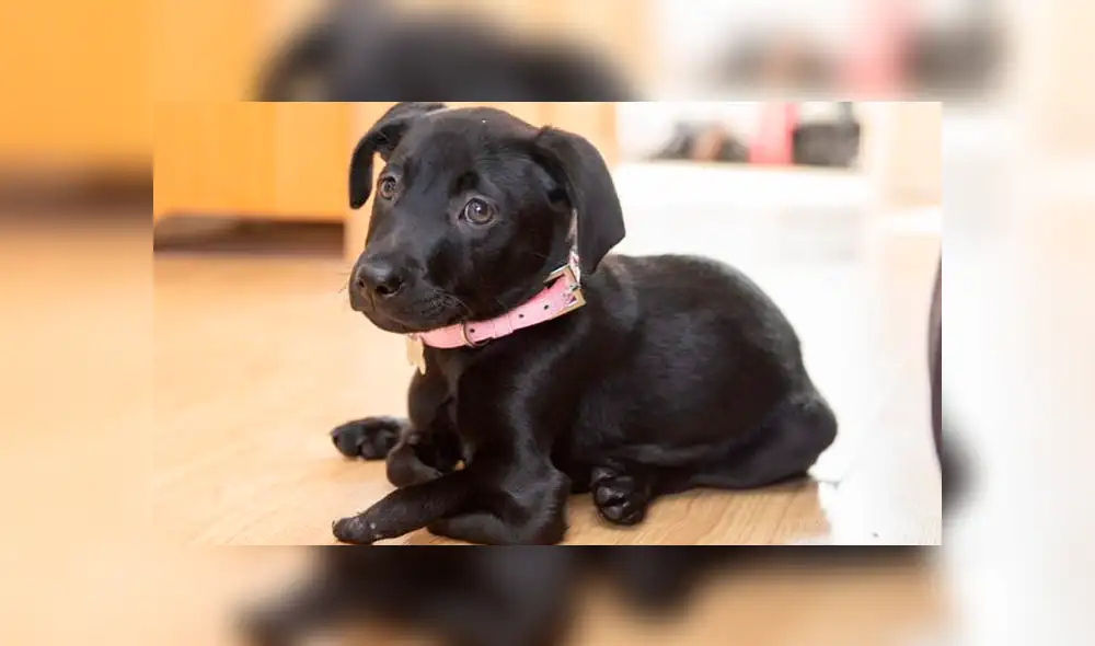 Rechazaron a perro que nació con seis patas y ahora el animal ayuda a un adolescente [VIDEO]