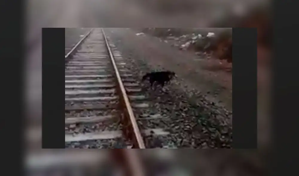 Conductor de tren detiene máquina para salvar a perrito encadenado a la vía [VIDEO]