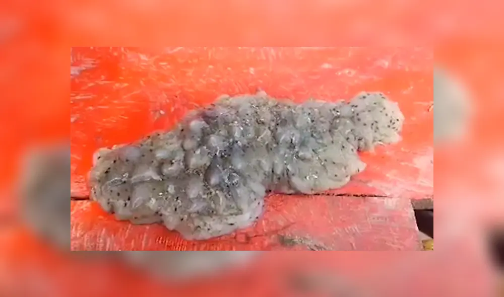 Pescador se topó con una misteriosa criatura marina y no dudó en atraparla para averiguar de qué se trata. Hasta ahora, se desconoce su origen Pescador se topó con una misteriosa criatura marina y no dudó en atraparla para averiguar de qué se trata. Hasta ahora, se desconoce su origen