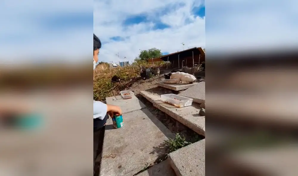 Desliza las imágenes para apreciar la amorosa labor de un pequeño al ayudar a los gatos que viven en la calle. Foto: Captura de Facebook