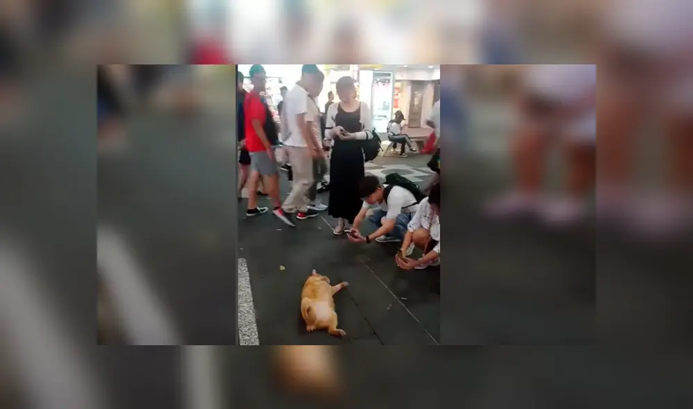 Video es viral en Facebook. Las personas que pasaban al costado del felino no dejaban de tomarle fotos, expresando su asombro por su peculiar conducta