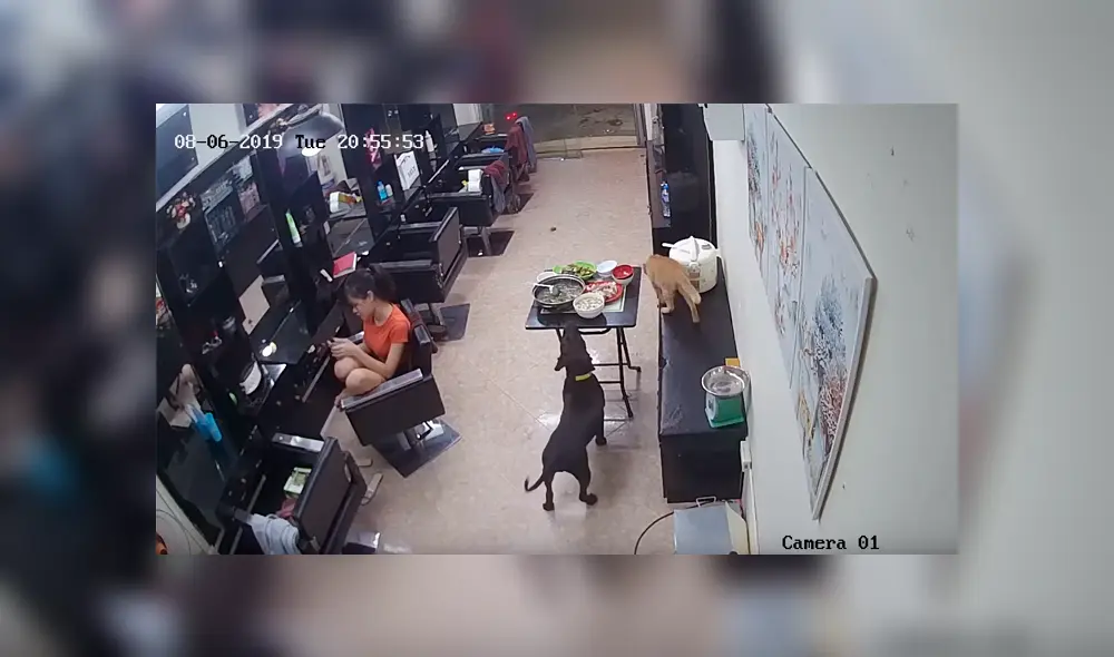 Facebook viral: peluquera se queda sin comida por la culpa de travieso perro y no lo puede creer [VIDEO] 