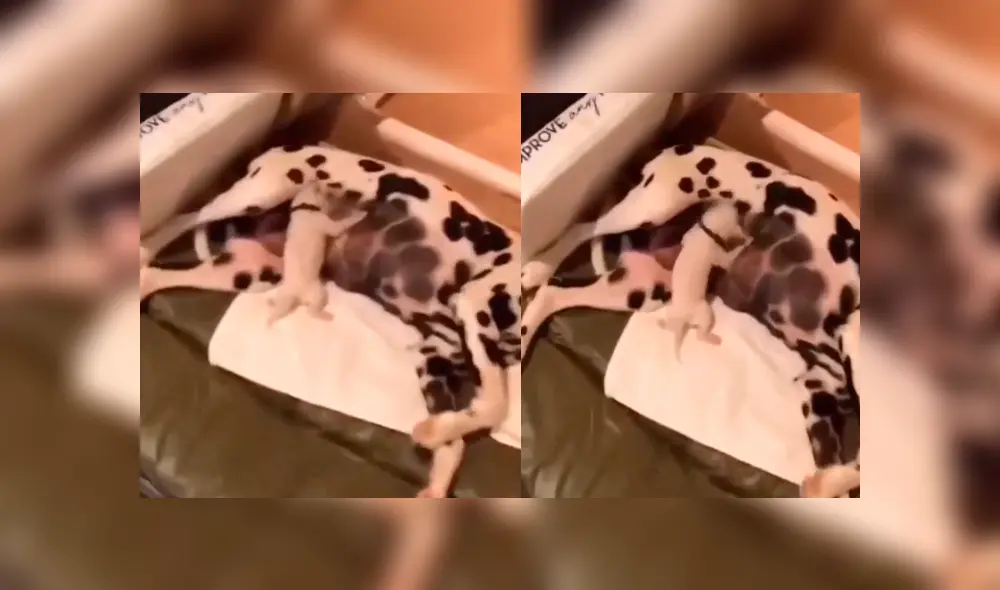 Desliza las fotografías para ver la curiosa escena que protagonizó un perro bebé cuando se alimentaba con la leche de su madre. Foto: Captura.