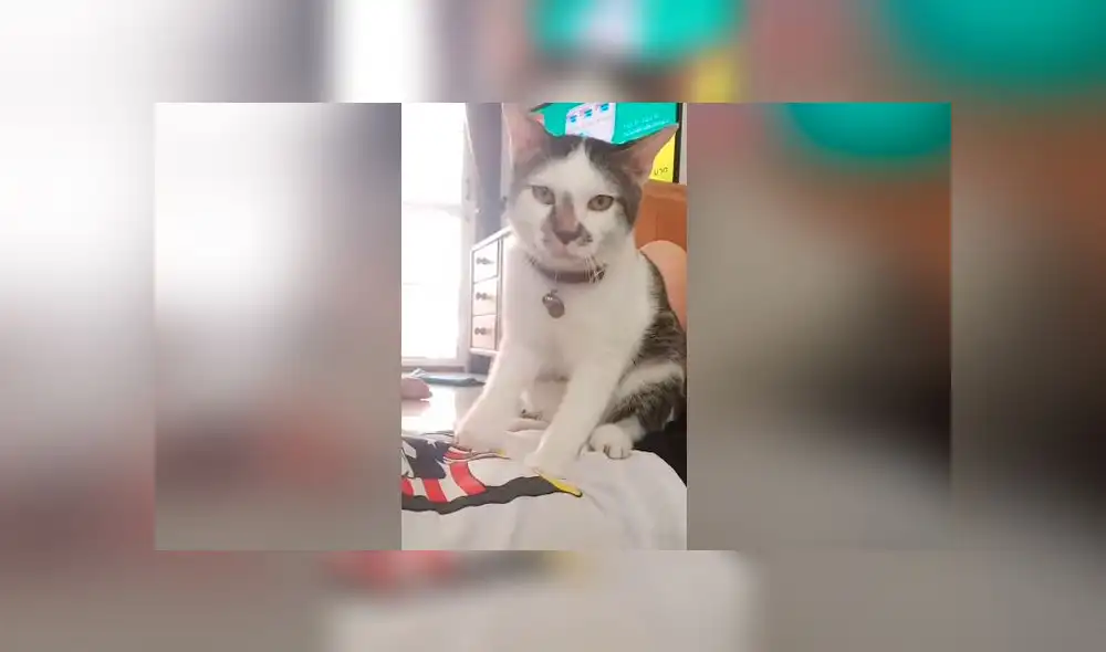 Desliza las imágenes para ver el tierno 'favor' que le hizo un gato a su dueña. Foto: Press Viral Desliza las imágenes para ver el tierno 'favor' que le hizo un gato a su dueña. Foto: Press Viral