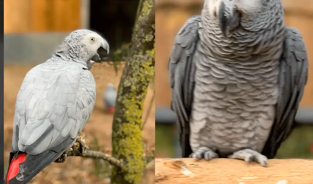Los cinco loros fueron donados al zoológico en agosto. Foto: Lincolnshire Wildlife Park / Facebook