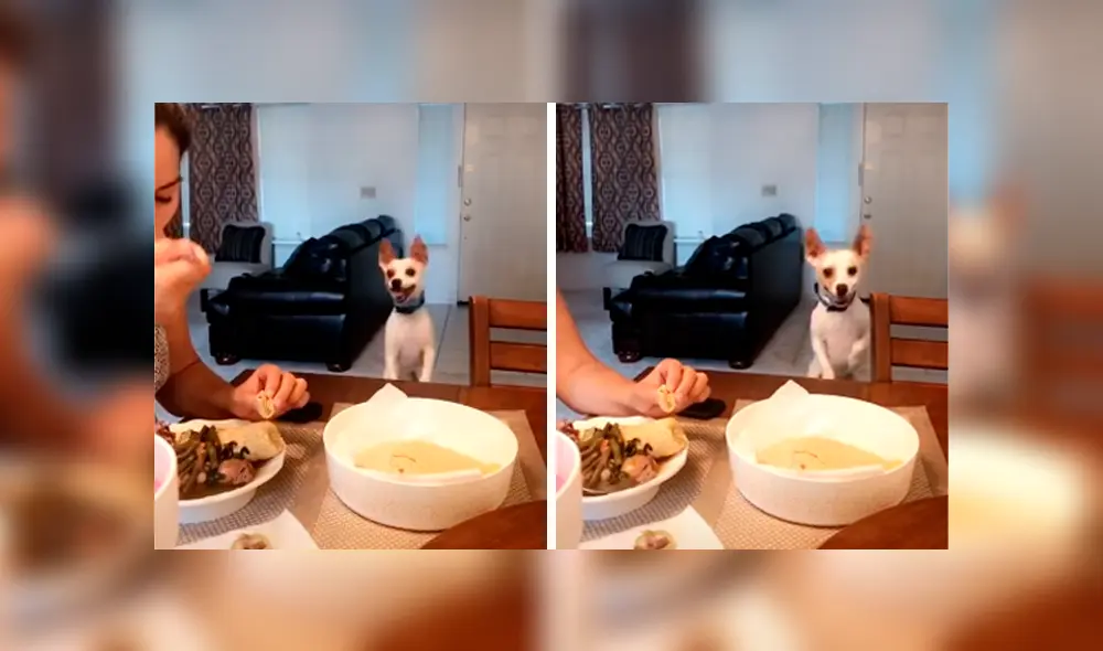 Desliza las imágenes hacia la izquierda para apreciar la singular acción de un pequeño perro para pedir comida.