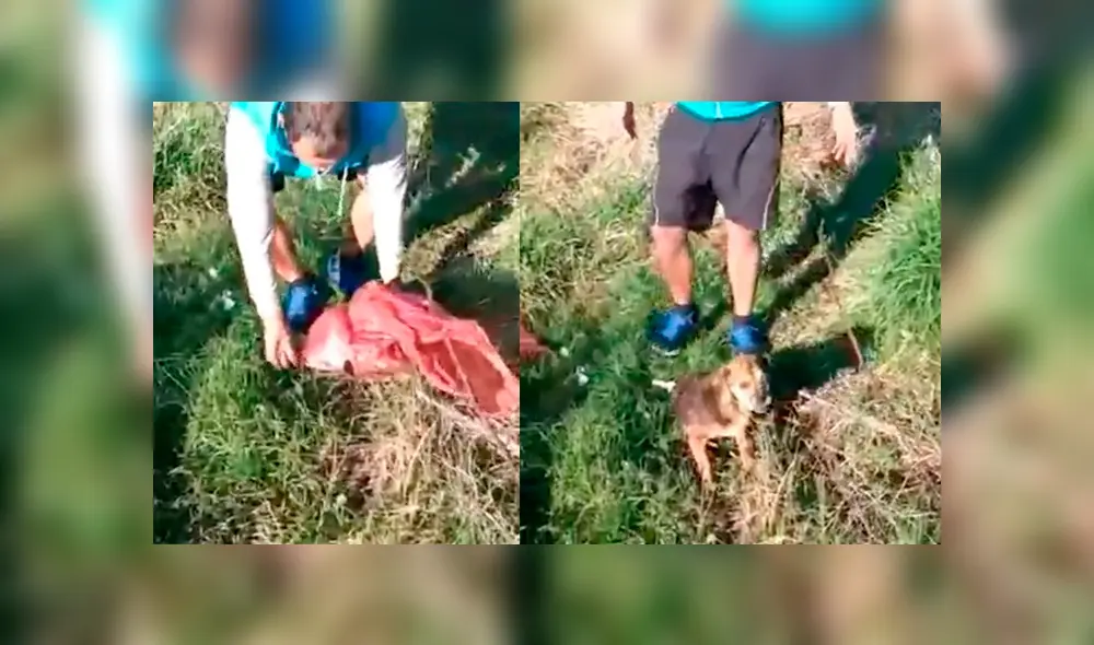 Desliza para ver el aspecto del perrito que tocó el corazón de miles en Facebook. Foto: Captura. Desliza para ver el aspecto del perrito que tocó el corazón de miles en Facebook. Foto: Captura.