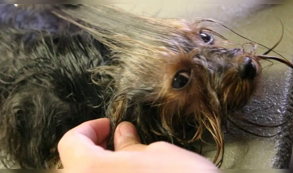 Twitter: Revelan lo que siente un perro cuando lo van a sacrificar