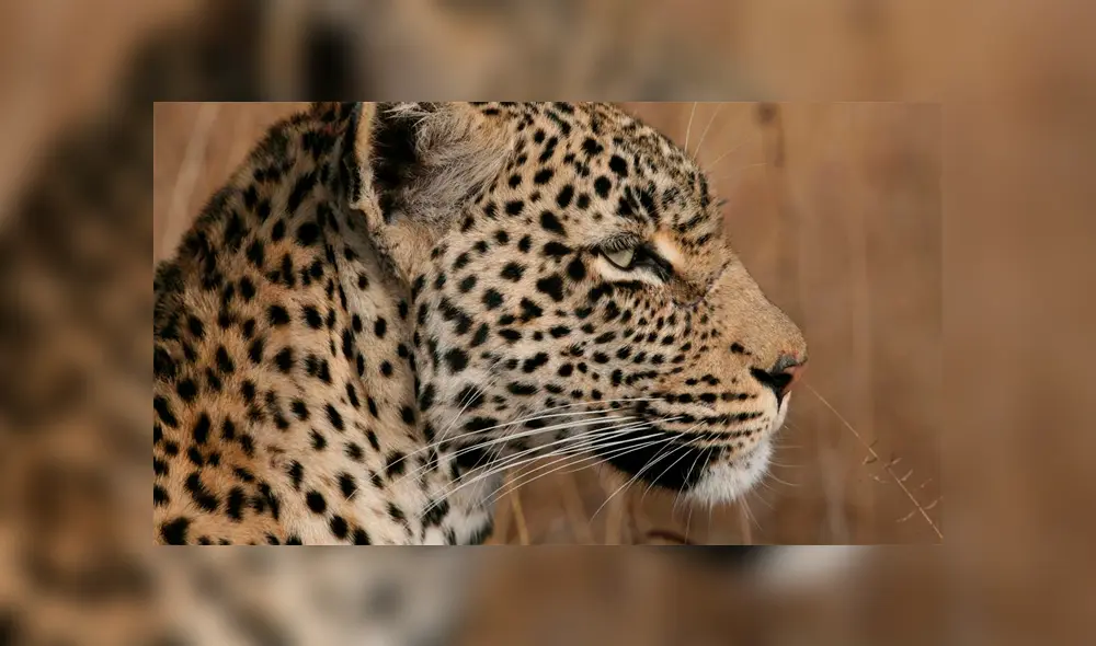 Leopardo se come a un niño y hiere de gravedad a otro mientras jugaban frente a sus casas