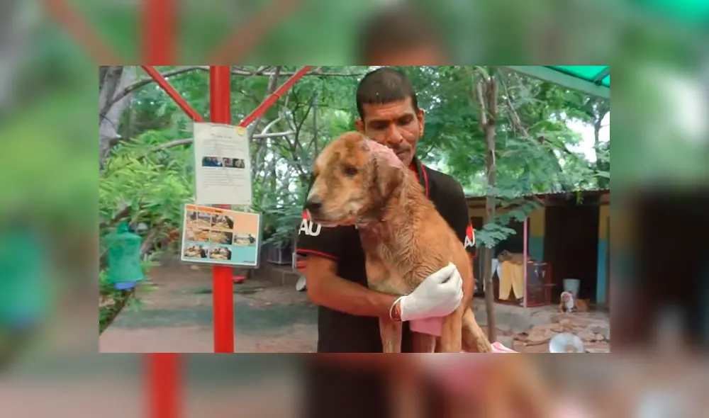 Desliza hacia la izquierda para ver las imágenes del proceso de recuperación de un perro callejero que fue hallado con larvas en el cuerpo. El video es viral en Facebook. Desliza hacia la izquierda para ver las imágenes del proceso de recuperación de un perro callejero que fue hallado con larvas en el cuerpo. El video es viral en Facebook.