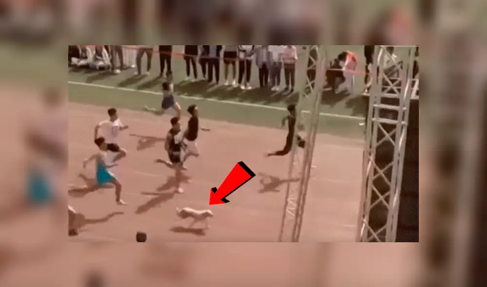 Youtube viral: Atletas quedan en ridículo por perro callejero que se coló en competencia [VIDEO]