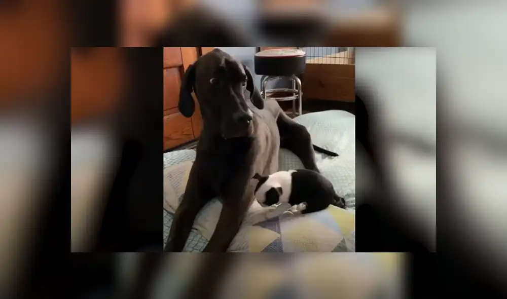 Desliza hacia la izquierda para ver las imágenes del viral de YouTube. Foto: Captura. Desliza hacia la izquierda para ver las imágenes del viral de YouTube. Foto: Captura.