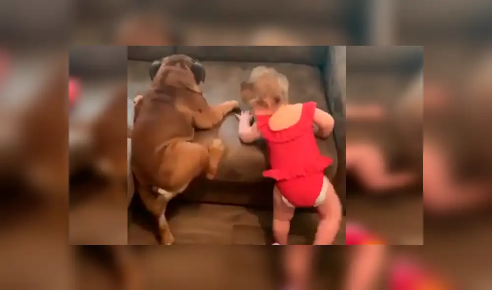 Video es viral en Facebook. La mamá de la bebé grabó el curioso episodio que protagonizó la menor junto a su mascota tras imitar los graciosos movimientos de esta Video es viral en Facebook. La mamá de la bebé grabó el curioso episodio que protagonizó la menor junto a su mascota tras imitar los graciosos movimientos de esta