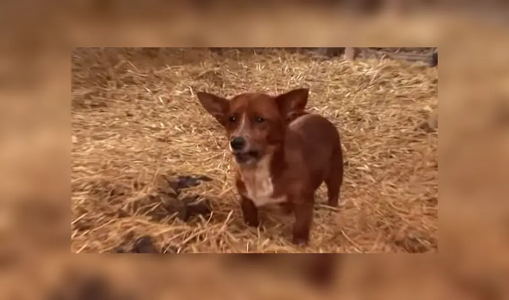 YouTube viral: perro llora de emoción al reencontrarse con vaca que lo cuidó desde bebé 