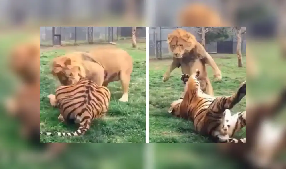 YouTube viral: así reaccionó un tigre cuando un enorme león arruinó su descanso [VIDEO]
