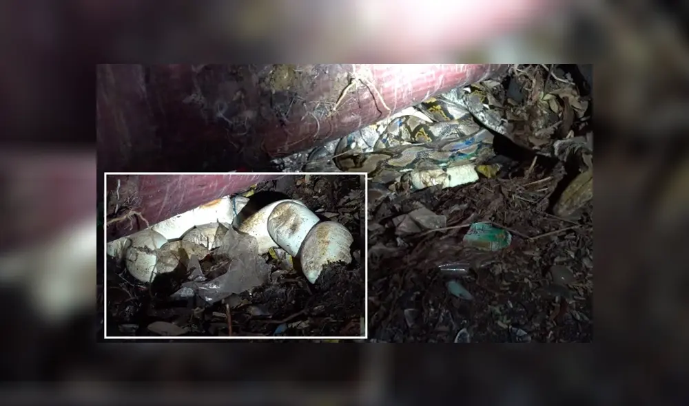 Desliza hacia la izquierda para ver las imágenes del viral de YouTube.