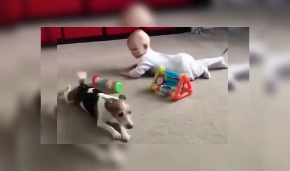 Dueña del can captó el insólito suceso en video y lo compartió en Facebook Dueña del can captó el insólito suceso en video y lo compartió en Facebook