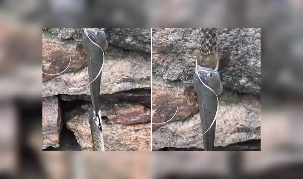La serpiente que sujetaba al bagre por la cola se cansó primero. Foto: Viral Press/YouTube