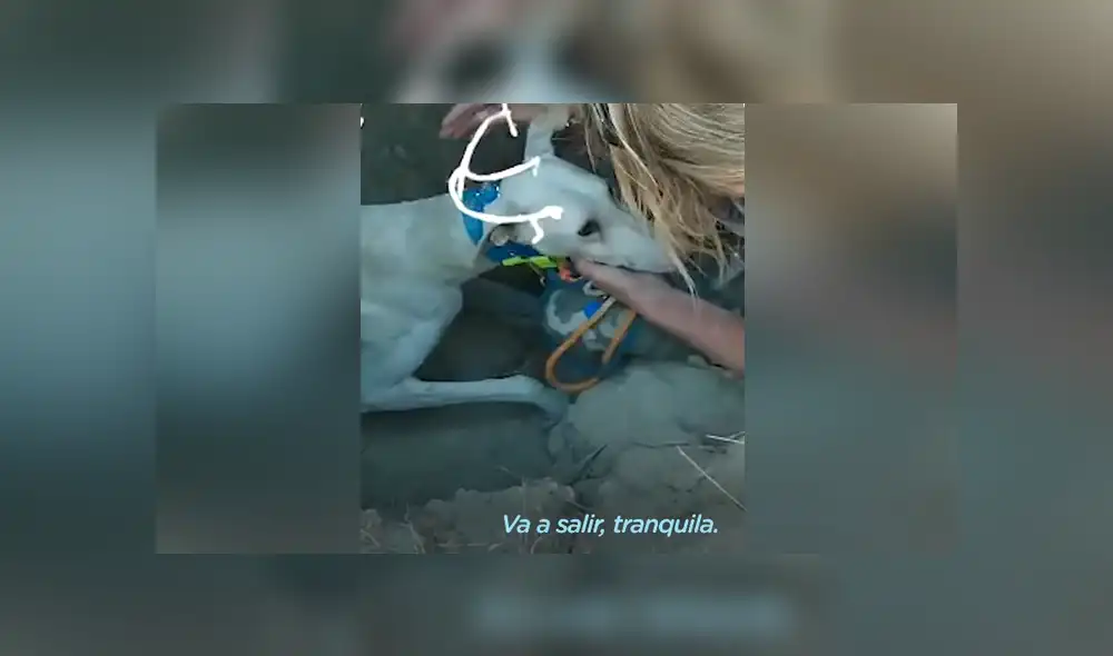 La perrita fue rescatada junto a sus crías, con las cuales vivía escondida en una montaña. Foto: El Dodo / Facebook La perrita fue rescatada junto a sus crías, con las cuales vivía escondida en una montaña. Foto: El Dodo / Facebook