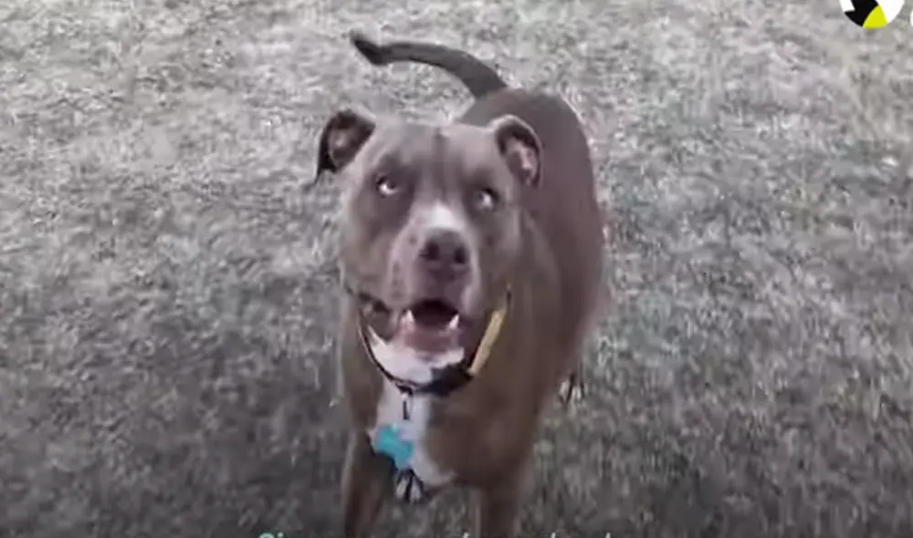 Desliza hacia la izquierda para ver las imágenes del video viral. Foto: Captura de YouTube.