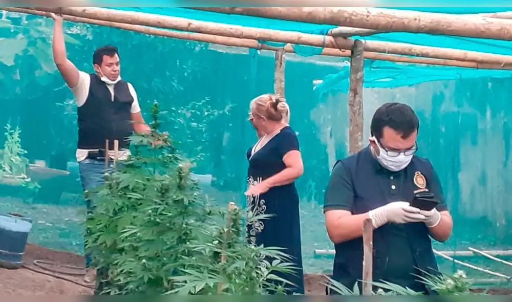 Plantaciones de marihuana en San Ignacio