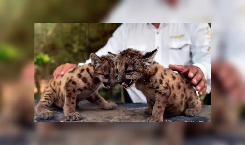 Pandemia y Cuarentena se han convertido en los consentidos del parque.