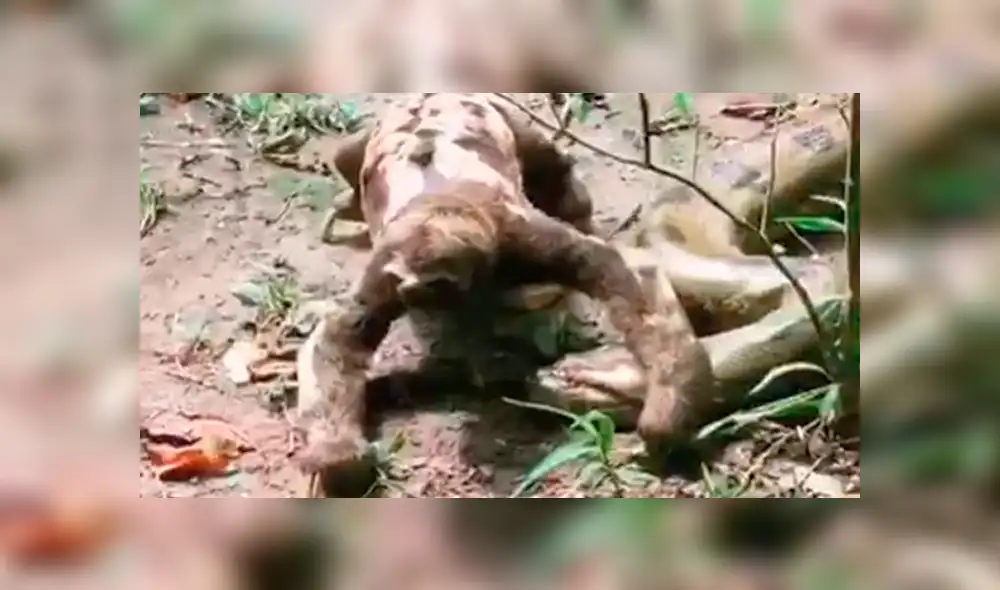 El atrevido perezoso pasó sus garras por el cuerpo de una gigantesca anaconda, que hizo un acción insólita reacción al verlo. Foto: captura El atrevido perezoso pasó sus garras por el cuerpo de una gigantesca anaconda, que hizo un acción insólita reacción al verlo. Foto: captura