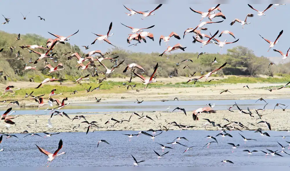Turismo en los manglares de Piura.