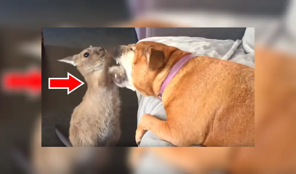 Facebook viral: Canguro bebé pelea con perro ‘dormilón’ por su cama y desenlace enternece a miles [VIDEO] 