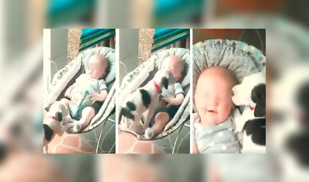 Cachorro se sube a la mecedora de un bebe para acompañarlo y protagoniza conmovedora escena [VIDEO]