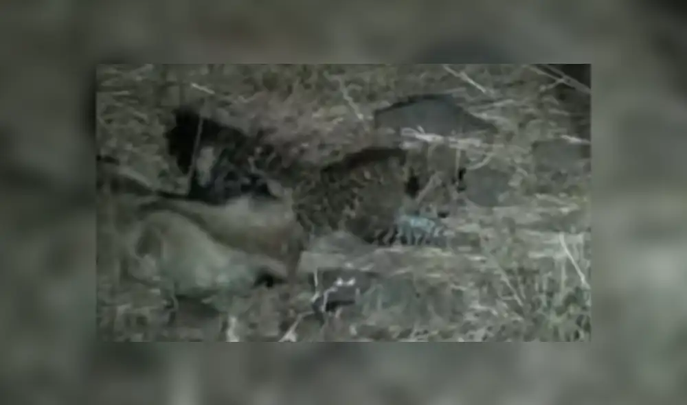 YouTube viral: miles se conmueven por increíble acto de una mamá leona que adoptó a bebé leopardo [VIDEO]